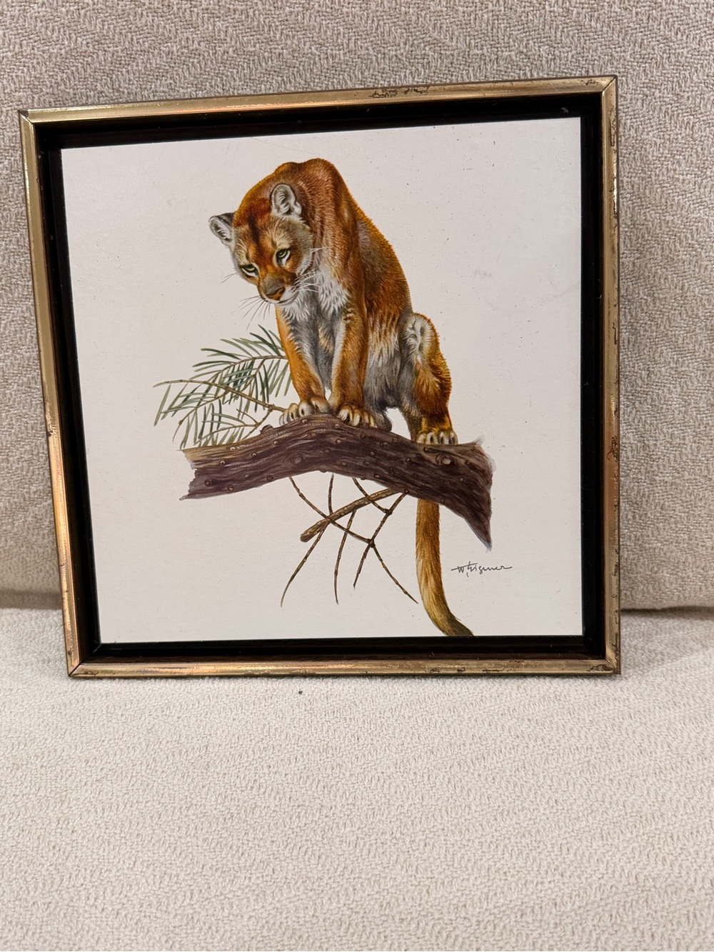 Vintage Cougar Animal Print framed art